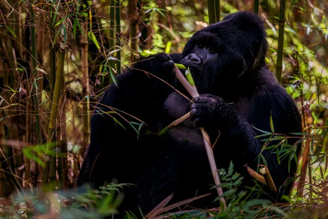 Bwindi Impenetrable National Park