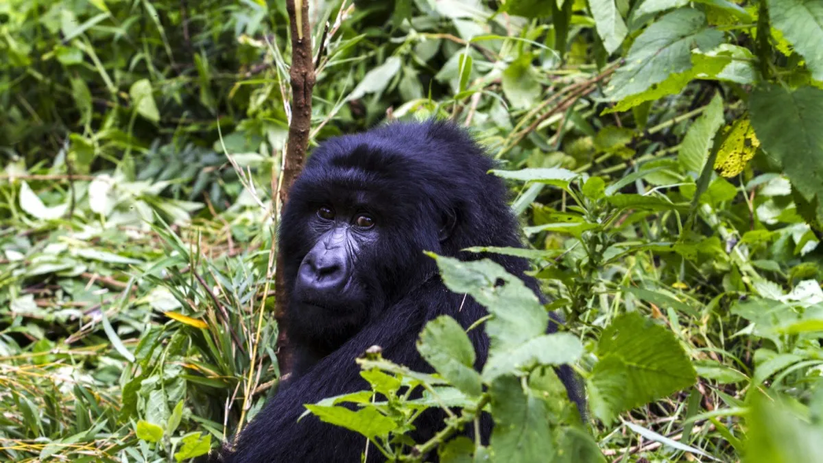 Gorilla in Mgahinga