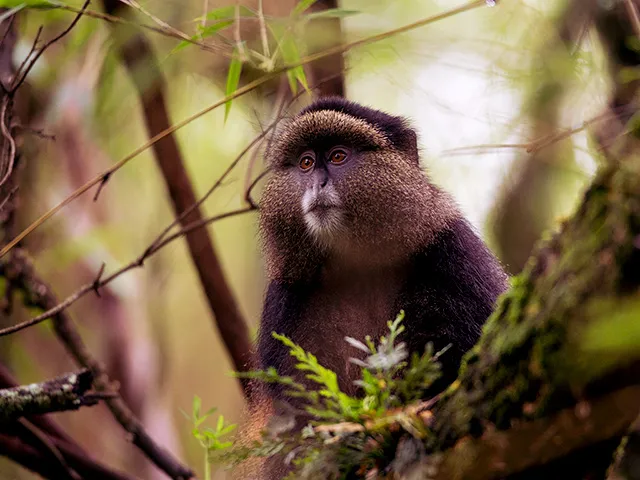 Kibale Forest National Park